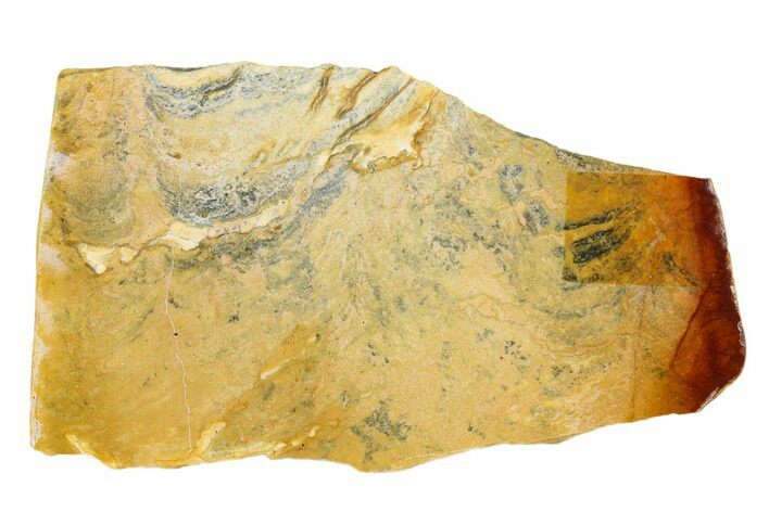 Polished Stromatolite (Conophyton) Fossil - Australia #180192